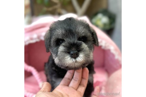 ふみさん専用　シュナウザーFW