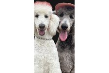 大海友美ブリーダー