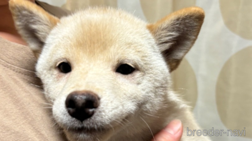 香川県の豆柴｜男の子・2024/03/20生まれ・白色（子犬ID：314544）｜ブリーダーナビ