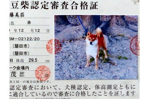販売中の豆柴の親犬