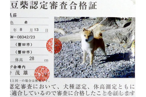 販売中の豆柴の親犬