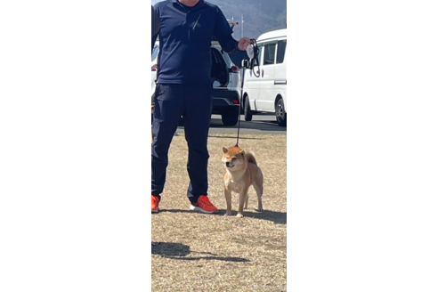 早川隆一ブリーダーの詳細