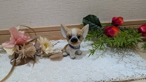 冨田のぞみブリーダーの詳細