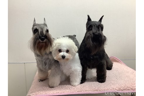 小林みゆきブリーダーの詳細の1枚目