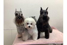小林みゆきブリーダー
