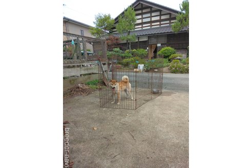 竹野勲夫ブリーダーの詳細