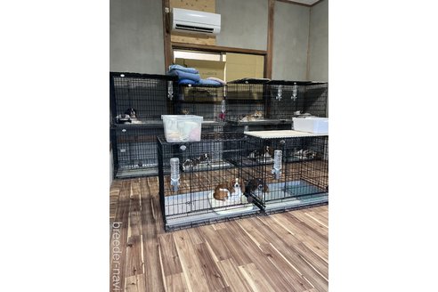 有本義教ブリーダーの詳細