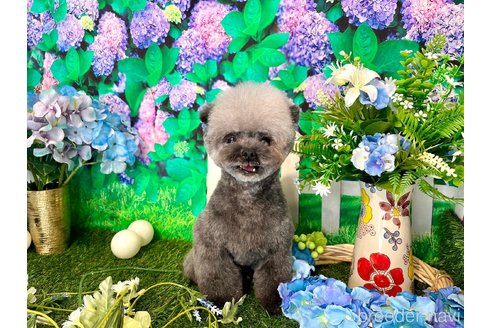 石橋六花ブリーダーの詳細