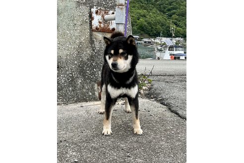 寿崎輝行ブリーダーの詳細の1枚目