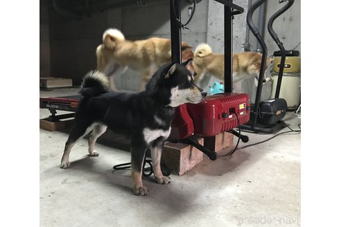 寿崎輝行ブリーダーの詳細