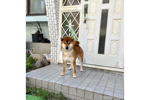 寿崎輝行ブリーダーの詳細