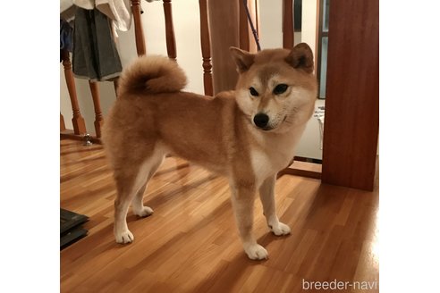 寿崎輝行ブリーダーの詳細
