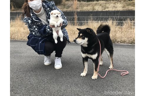寿崎輝行ブリーダーの詳細