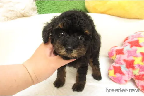 成約済の大阪府のトイプードル-328151の2枚目