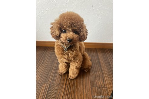 引地麻華ブリーダーの詳細の1枚目