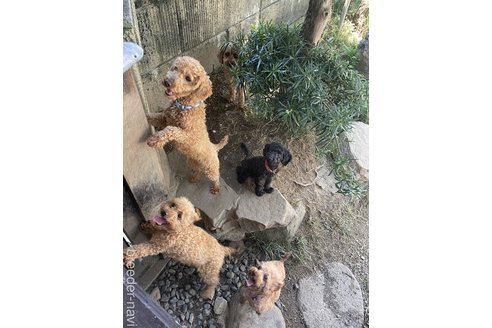 板家章三ブリーダーの詳細