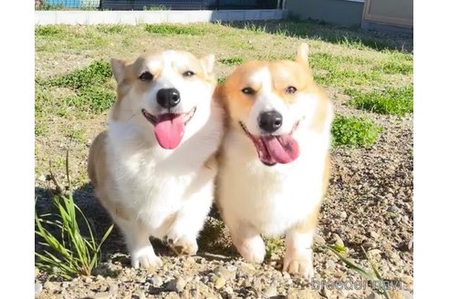 遠藤良美ブリーダーの詳細の1枚目