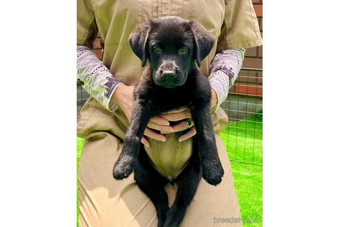 ブラック（黒ラブ）のラブラドールレトリーバーの子犬を探す｜ブリーダーナビ