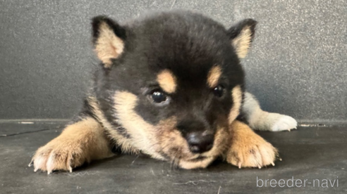 クールな価格でホットなピック 中国で豆柴の子犬を探す（4ページ目）｜ブリーダーナビ 財布・ケース・小物入れ