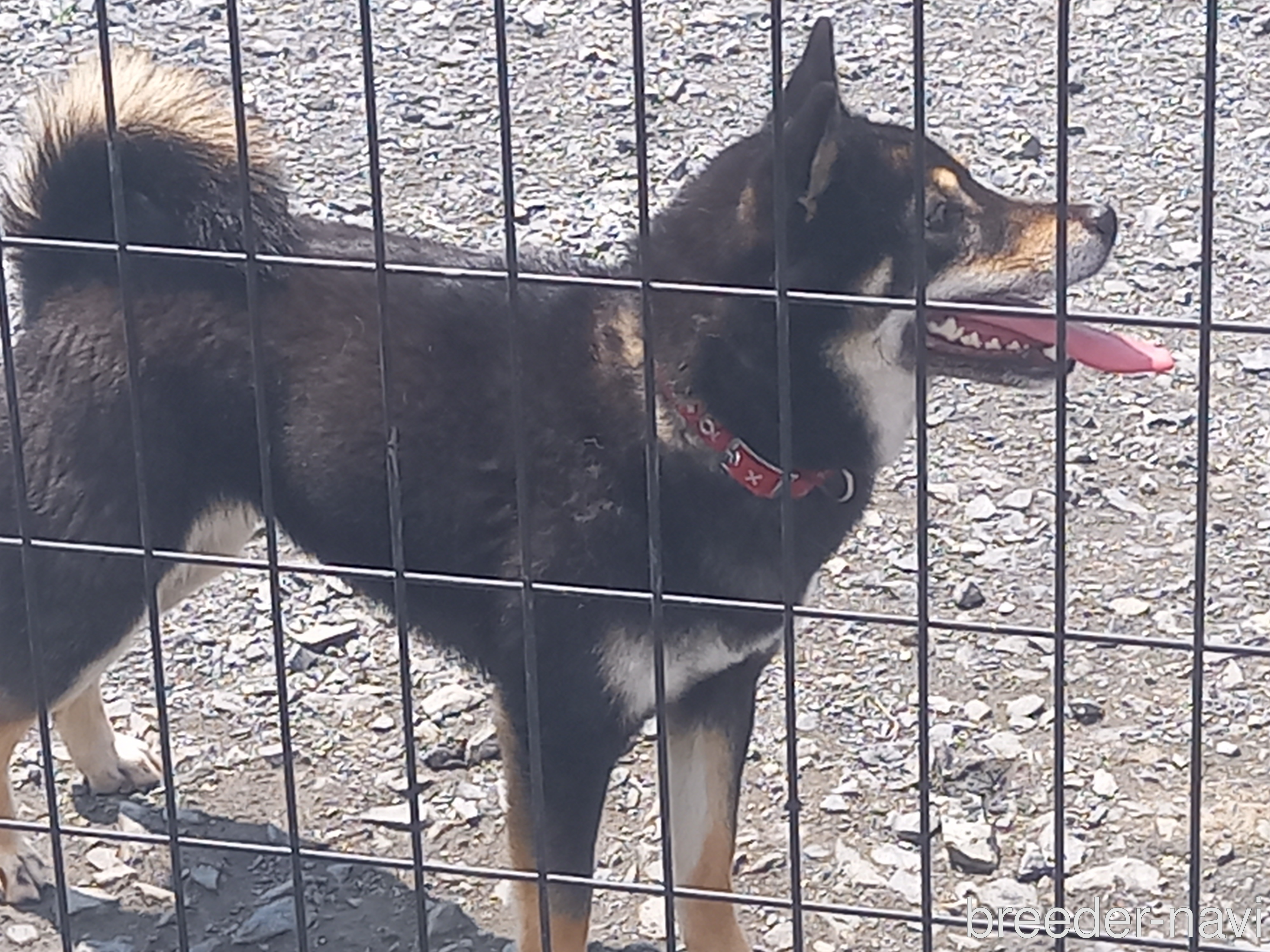 竹井ブリーダー