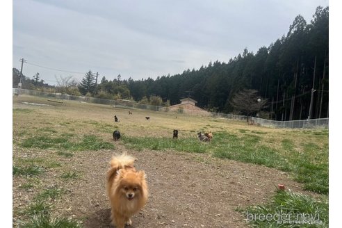 佐藤大斗ブリーダーの詳細