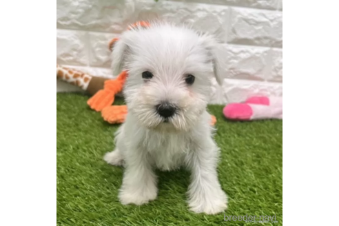 ミニチュアシュナウザーの子犬を探す（28ページ目）｜ブリーダーナビ