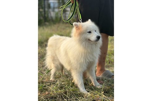 ファッション サモエドのブリーダーを探す（2ページ目）｜ブリーダーナビ ぬいぐるみ