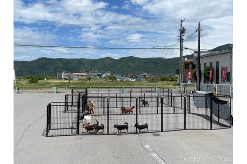 三沢由美ブリーダーの詳細