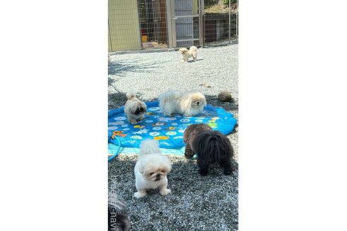中嶋香直子ブリーダーの詳細