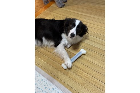 阿部悠太ブリーダーの詳細