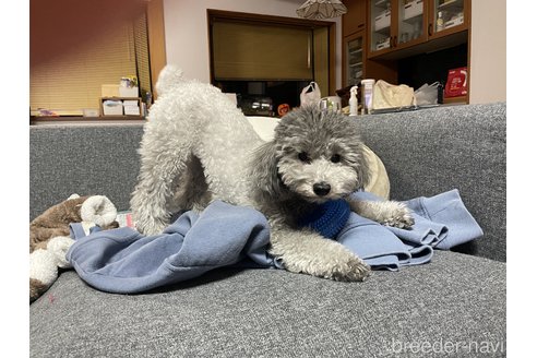 阿部悠太ブリーダーの詳細