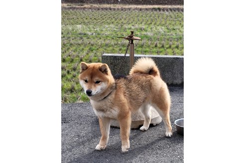 奥田鋭雄ブリーダーの詳細