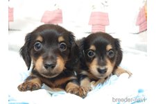 ♀︎ミニチュアダックスフンド(ロングヘアード)