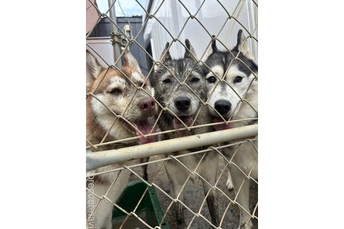 根本慎吾ブリーダーの詳細