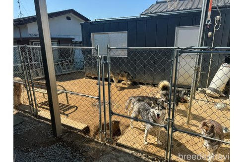 根本慎吾ブリーダーの詳細