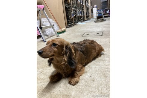 佐田真美ブリーダーの詳細