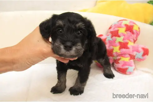 成約済の大阪府のミックス犬-332699の2枚目