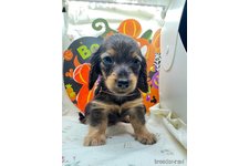 オンライン見学