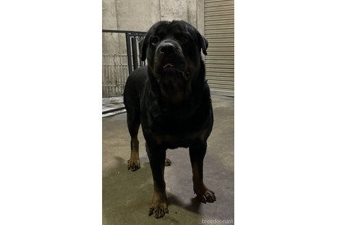 福嶋弘嗣ブリーダーの詳細の1枚目