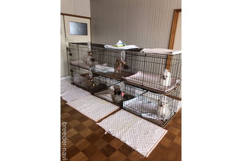 小川正人ブリーダーの詳細