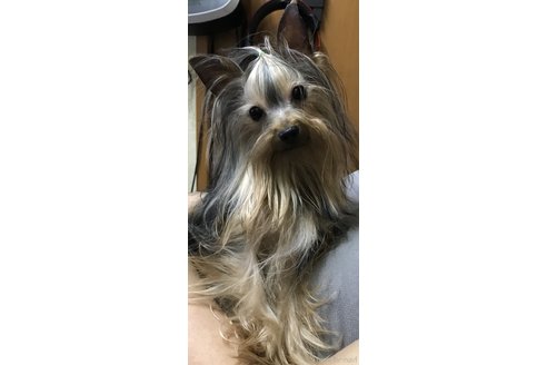 湊好美ブリーダーの詳細