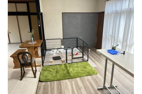 中嶋野々花ブリーダーの詳細