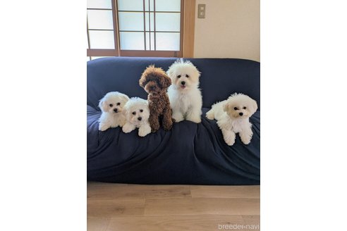 中山かおりブリーダーの詳細の1枚目
