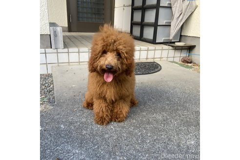 中越富美子ブリーダーの詳細