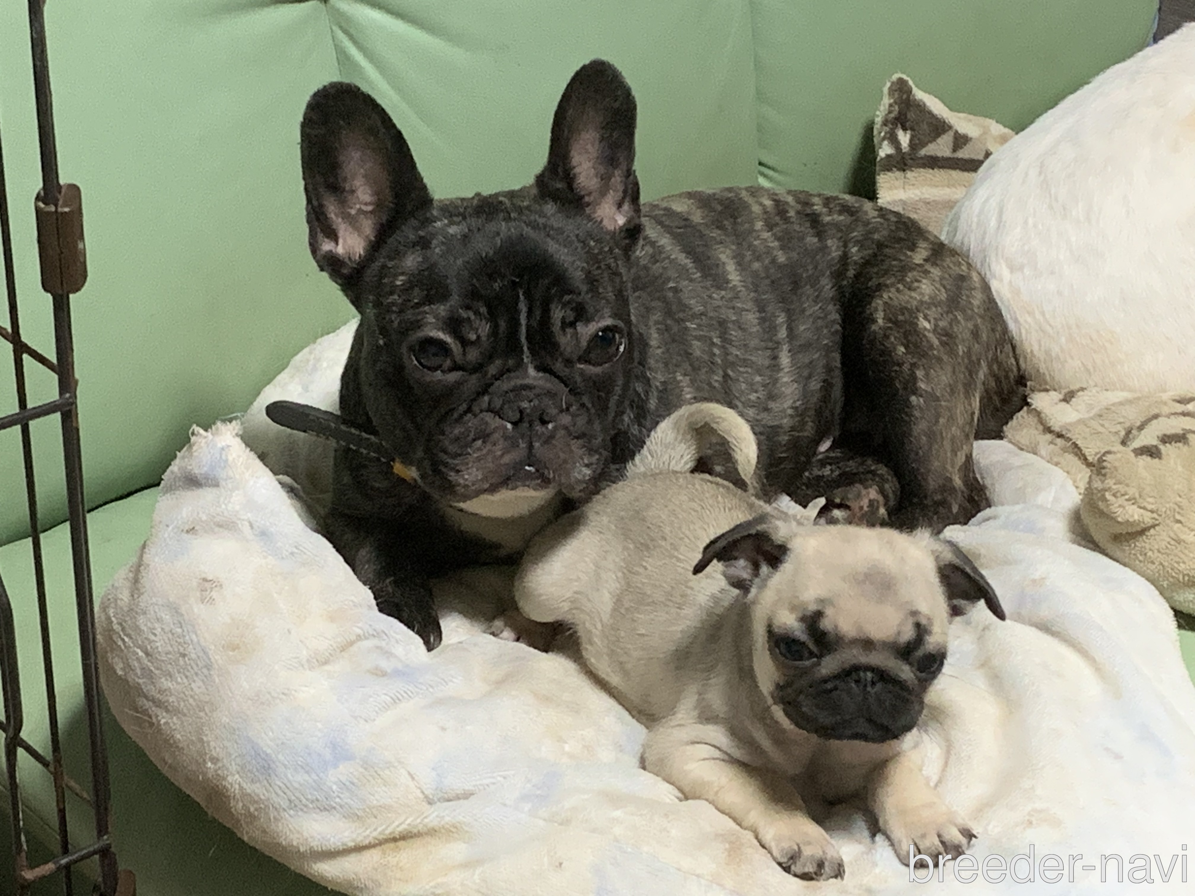 北村ブリーダー