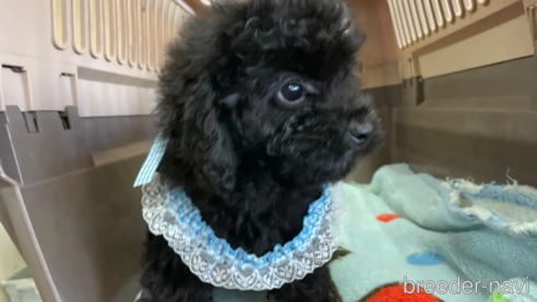 ブラック（黒）のトイプードルの子犬を探す（4ページ目