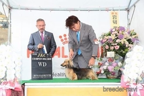 販売中のミニチュアダックスフンド(ロングヘアード)の親犬
