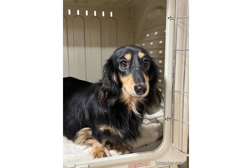 販売中のミニチュアダックスフンド(ロングヘアード)の親犬