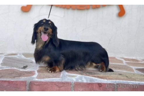販売中のミニチュアダックスフンド(ロングヘアード)の親犬