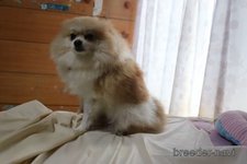母親犬